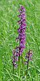 4625 Austevoll vårmarihånd Orchis mascula