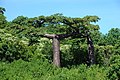 Adansonia suarezensis.