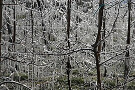 散水氷結法により氷に覆われた果樹園のリンゴの枝