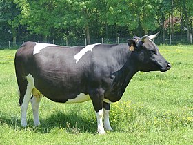 Vache Bretonne Pie Noir à l'écomusée de la Bintinais