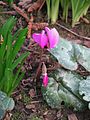 Cyclamen pseudibericum – Beginn der Blüte