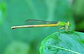 26. A légivadászok (vagy karcsú szitakötők, Coenagrionidae) családjába tartozó Ceriagrion coromandelianum. A felvétel a nyugat-bengáli Burdwanban készült 2012. IX. 23-án. (javítás)/(csere)