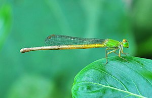 Ceriagrion coromandelianum каска