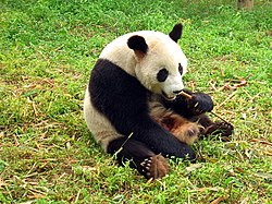 Lielā panda