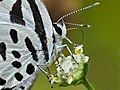 * Nomination Close up Nectaring of Castalius rosimon (Fabricius, 1775) - Common Pierrot --Sandipoutsider 19:59, 28 October 2024 (UTC) * Decline  Oppose Lacking detail. --ReneeWrites 21:26, 28 October 2024 (UTC)