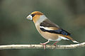 Hawfinch (Coccothraustes coccothraustes), one of the northern grosbeaks