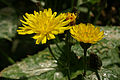 Crepis canariensis