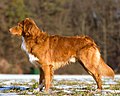 Nova Scotia Duck Tolling Retriever (1. Juli-4. Oktober 2011)