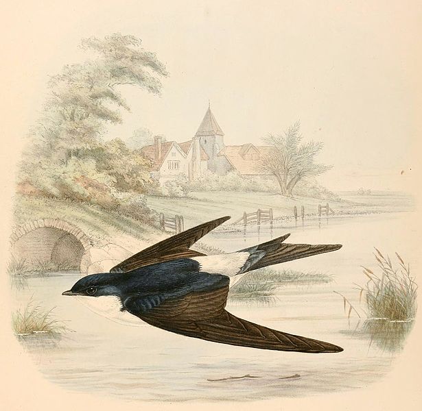 File:Delichon urbicum adult 1894.jpg