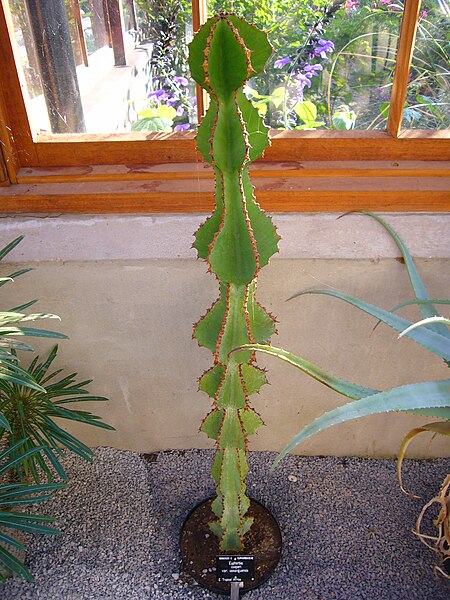 File:Euphorbia cooperi.jpg