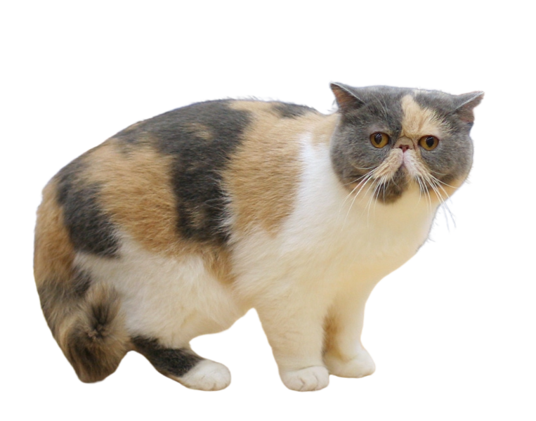 File:Exotic cat transparent.png