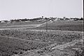 Champs sous irrigation pour la culture de fleurs, moshav (en) Mishmar HaSharon (1946)