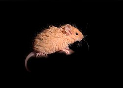 Souris angora de laboratoire