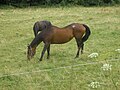 Cheval ensellé au dos long