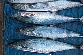 Kochi, Fish, Kerala, India.jpg