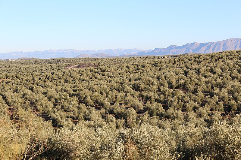 File:Paisaje de olivar 24J 04.jpg