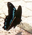 Papilio nireus (Narrow Green-banded Swallowtail)