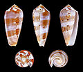 * Nomination Shell of a Circumcision Cone, Conus circumcisus --Llez 04:52, 13 August 2013 (UTC) * Promotion Good quality. --Poco a poco 11:34, 13 August 2013 (UTC)