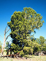 Tree, Central Idaho