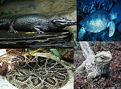 v smeri urinega kazalca od leve strani zgoraj: kajman očalar (Caiman crocodilus), orjaška črepaha (Chelonia mydas), tuatara (Sphenodon punctatus) in vzhodna diamantna klopotača (Crotalus adamanteus).