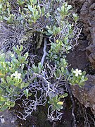 Geranium cuneatum subsp. cuneatum, Hawaii, Puu Kole.