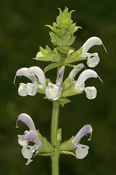 File:Salvia disermas 1DS-II 1-6028.jpg