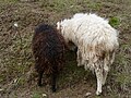 Moutons d'Ouessant 17