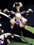 Vanda tessellata Orchi 001.jpg