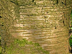 Lenticels on wild cherry or gean