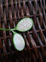 Inside of an unripe caper fruit in Ab Pakhsh