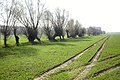 Kopfweiden am Bachlauf bei Körrenzig