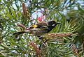 New Holland Honeyeater