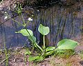 Alisma plantago-aquatica