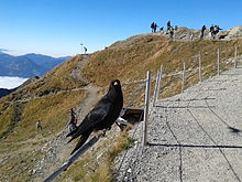 Alpendohlen auf dem Geländer eines Bergwanderwegs