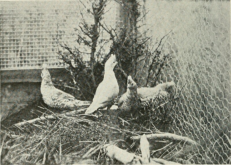 File:Bird-lore (1917) (14775630833).jpg