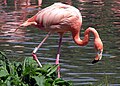 Flamingo (Phoenicopterus ruber)