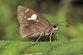 * Nomination Close wing basking position of Notocrypta curvifascia (C. & R. Felder, 1862) - Restricted Demon. By User:Thamblyok --TAPAN1412 11:28, 12 October 2024 (UTC) * Promotion  Support Good quality. --ReneeWrites 18:43, 15 October 2024 (UTC)