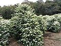 Coffea arabica em floração