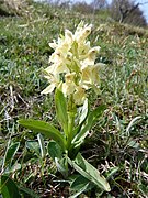 Orchis sureau