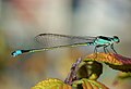 细蟌科的蓝胸细蟌（Ischnura senegalensis）