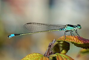 Mavi kuyruklu kızböceği (Ischnura senegalensis)