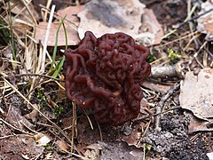 Gyromitra esculenta Piestrzenica kasztanowata 2017-04-14 Radzików 01.jpg