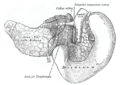 The pancreas and duodenum from behind.