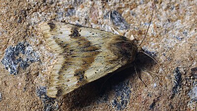 Stäppknölfly, Heliothis adaucta