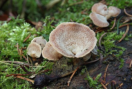 Panellus stipticus (Bitter Oyster)