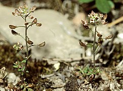 Photographie en couleurs d'une petite plante herbacée à fleurs blanches.