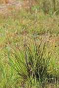 Philydrum lanuginosum and habitat