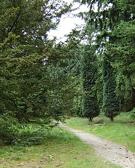 Doorkijkje in pinetum Birkhoven met 2 Lawsoncipressen (Chamaecyparis lawsoniana 'Columnaris')