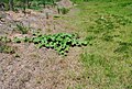 Planta de Cucurbita maxima subsp. andreana, antergo bravo da forma cultivada a medrar na beira dun camiño.