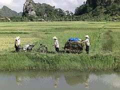 Rizières dans la région de Ninh Bình.